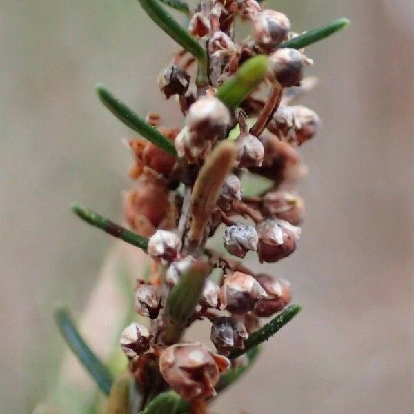 Erica scoparia Blodyn