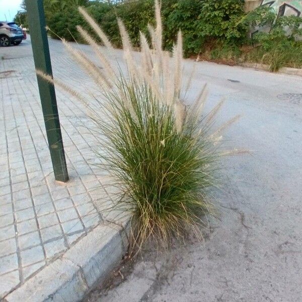 Pennisetum setaceum Blüte