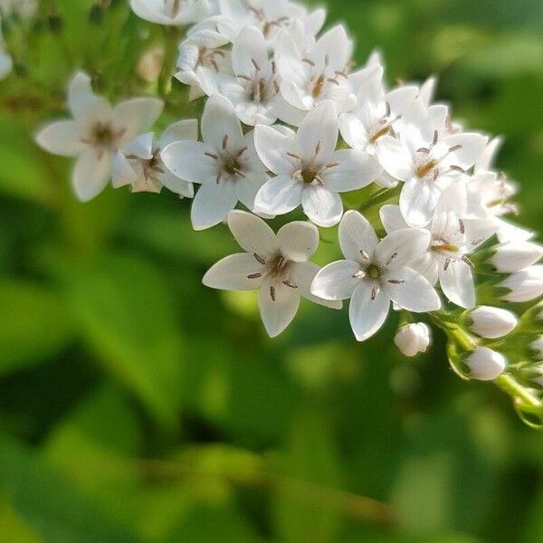 Lysimachia clethroides Fiore