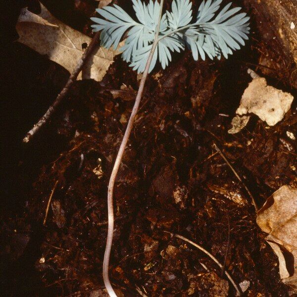 Dicentra canadensis Blad