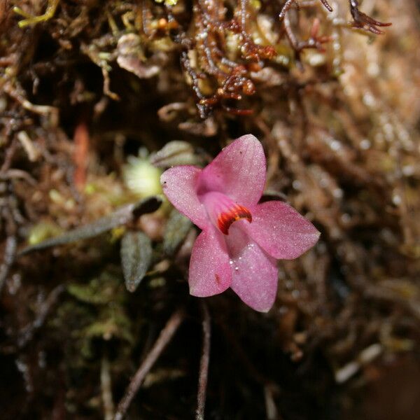 Dendrobium cuthbertsonii Flower