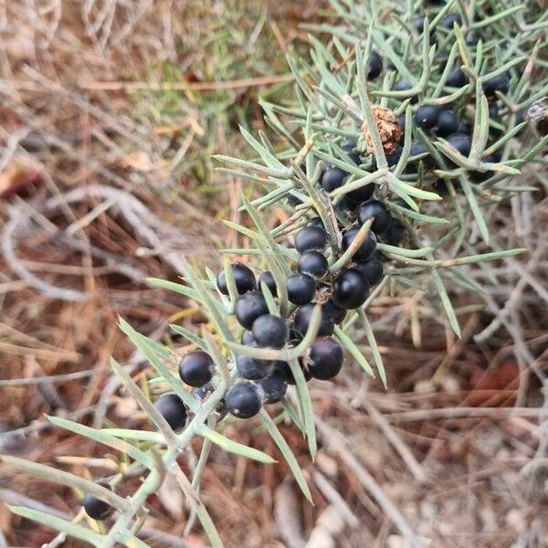 Asparagus horridus Плід