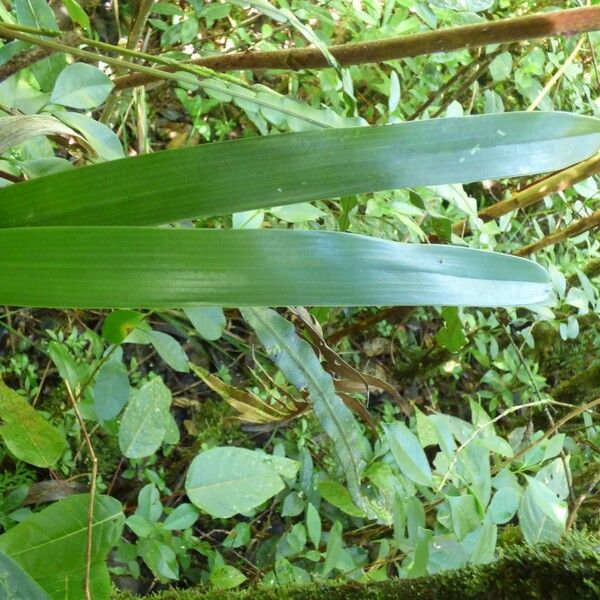 Angraecum bracteosum Feuille