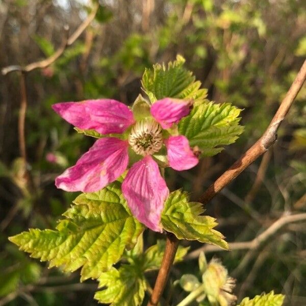 Rubus spectabilis Цветок