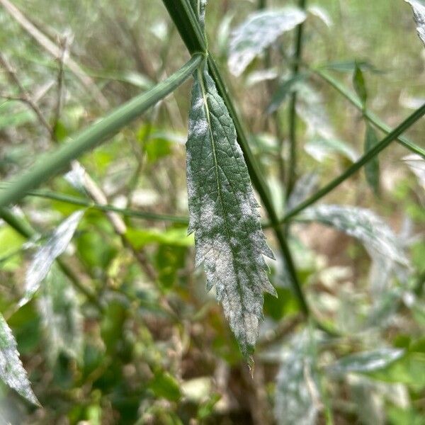 Verbena brasiliensis Hoja