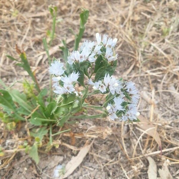 Limonium lobatum Flor