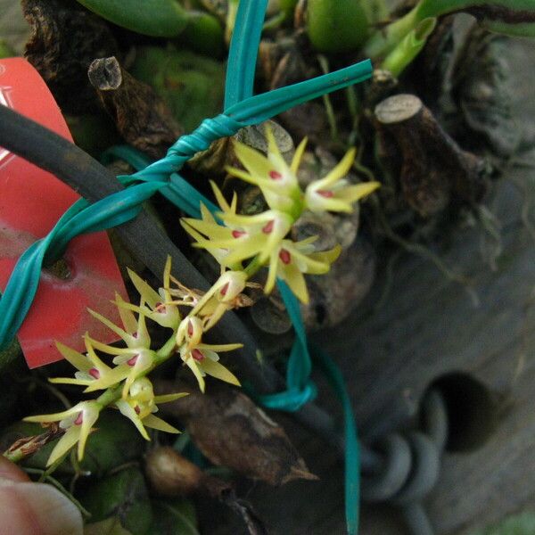 Bulbophyllum pumilum Flower