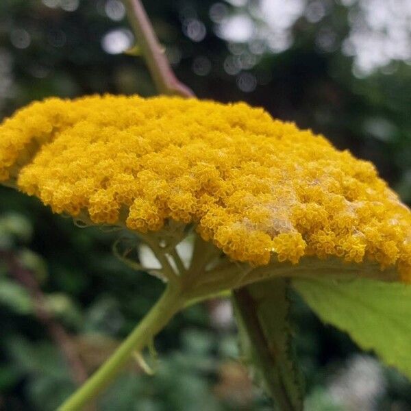 Achillea filipendulina 花