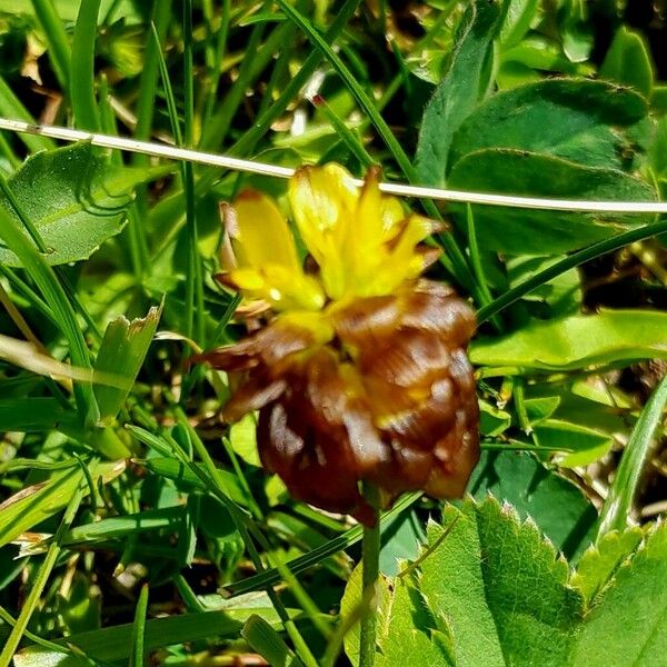 Trifolium badium Λουλούδι