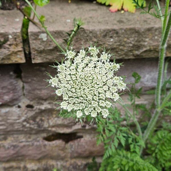 Visnaga daucoides Blodyn