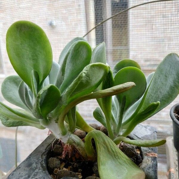 Cotyledon orbiculata Ліст