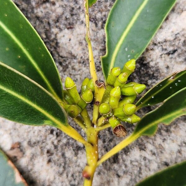 Eucalyptus botryoides Lorea