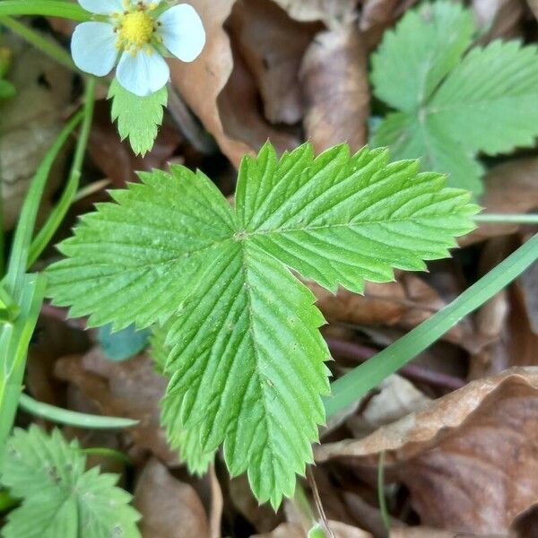 Fragaria vesca Blatt