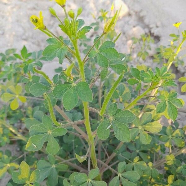 Cleome viscosa Other