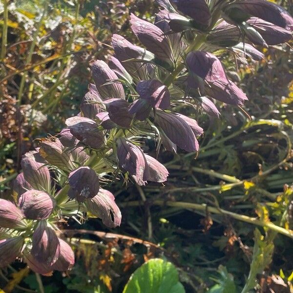 Acanthus spinosus Flower