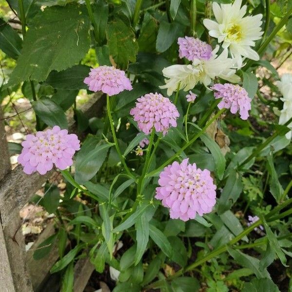 Iberis umbellata Flower