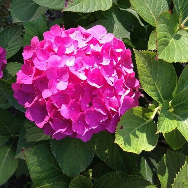 Hydrangea macrophylla फूल