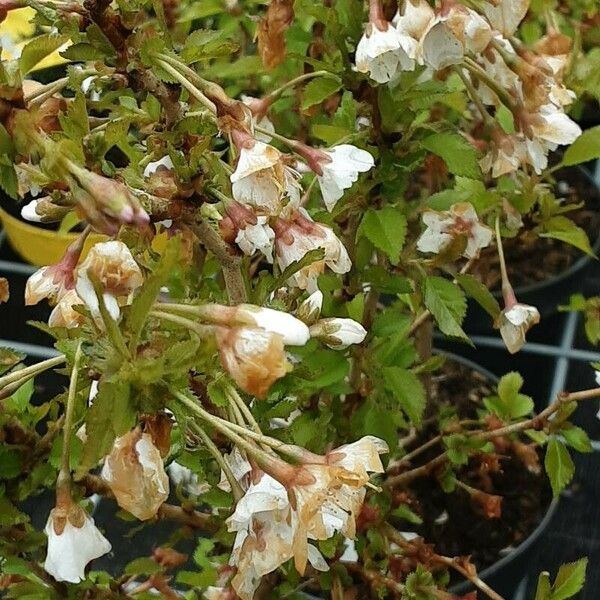 Prunus incisa Flower