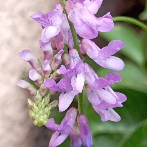 Vicia cracca പുഷ്പം