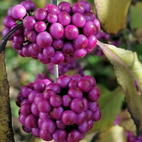 Callicarpa americana Плод