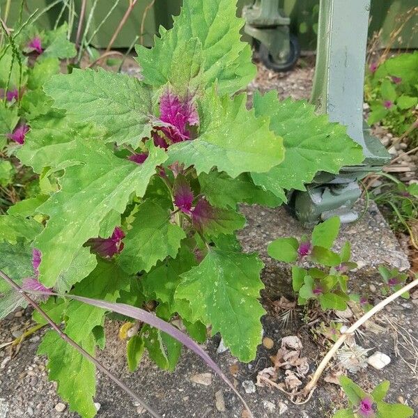 Chenopodium giganteum 葉