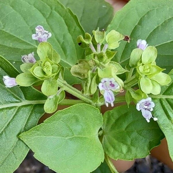 Ocimum campechianum Õis