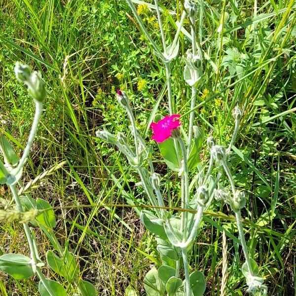 Silene coronaria Hàbitat