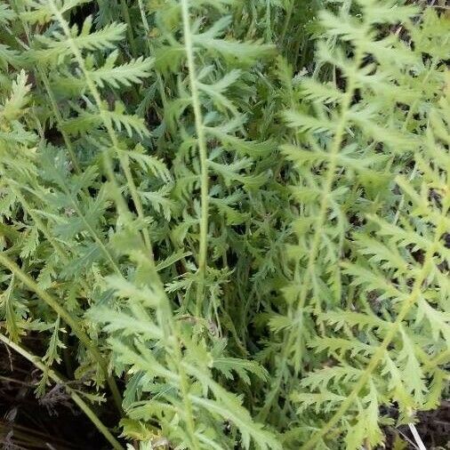 Achillea filipendulina Feuille