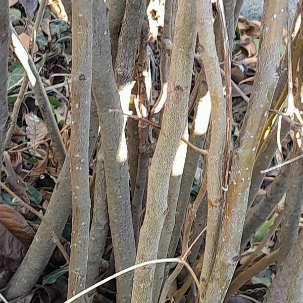 Chaenomeles speciosa Bark