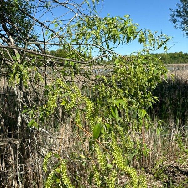 Salix amygdaloides Blad