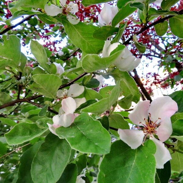 Cydonia oblonga Blüte