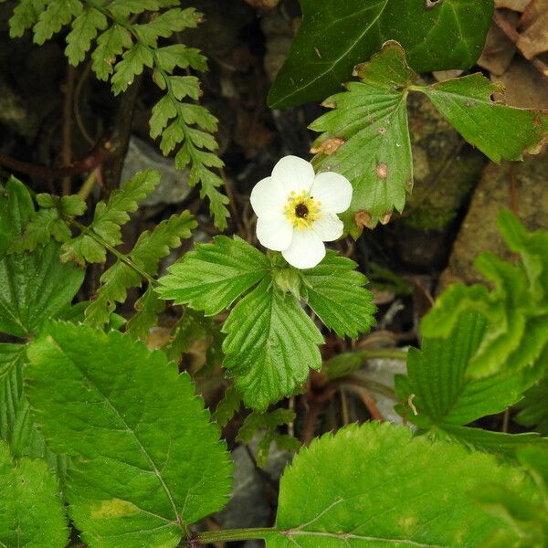 Fragaria moschata Leaf