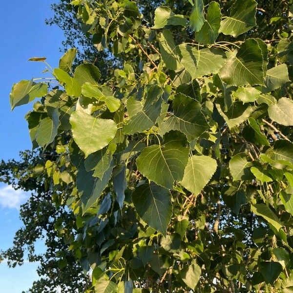 Populus deltoides 叶