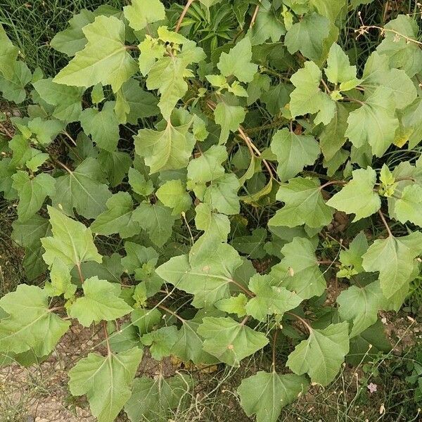 Xanthium orientale Hostoa