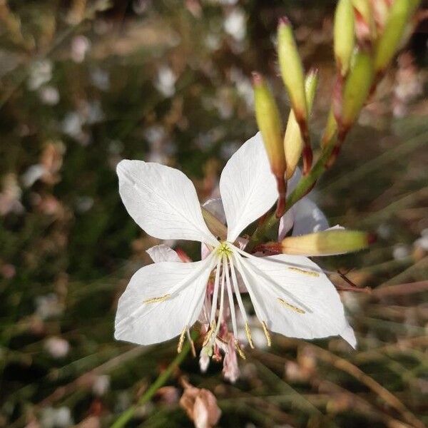 Oenothera lindheimeri Blodyn