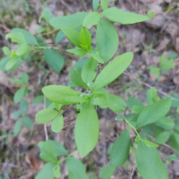 Vaccinium pallidum List