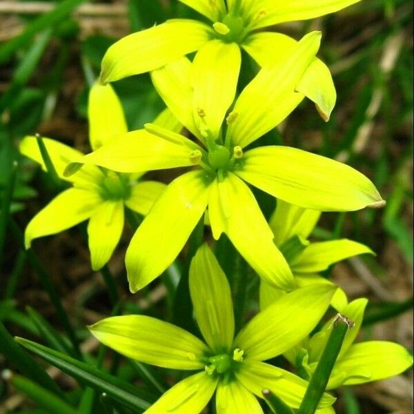 Gagea fragifera Flors