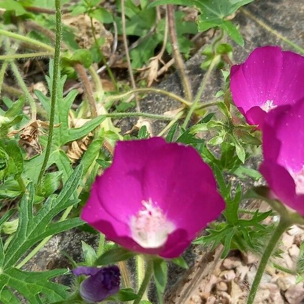 Callirhoe involucrata Flor