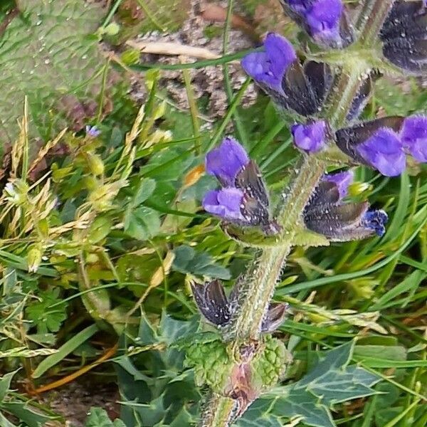 Salvia verbenaca Blüte