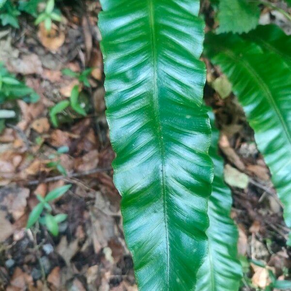 Asplenium scolopendrium Φύλλο