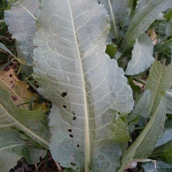 Rumex patientia Leaf