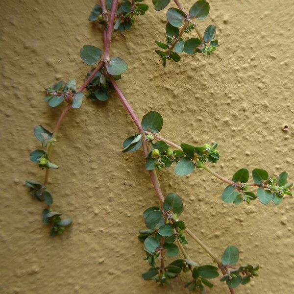 Euphorbia serpens Habitus