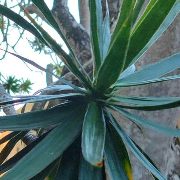 Dracaena reflexa 葉