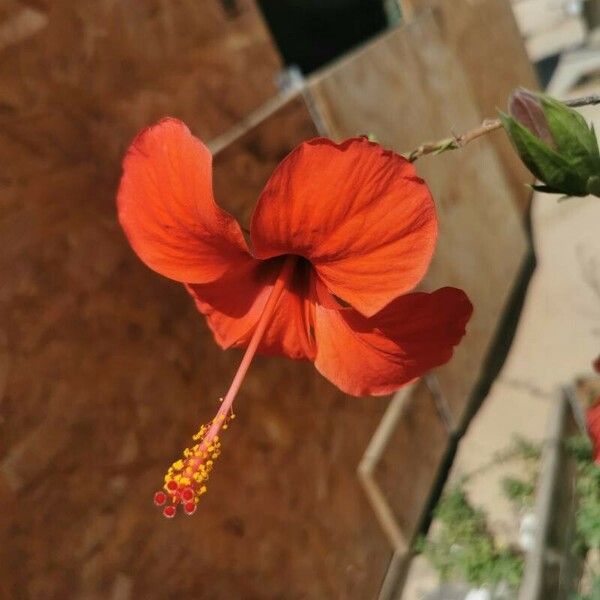 Hibiscus micranthus Blomma