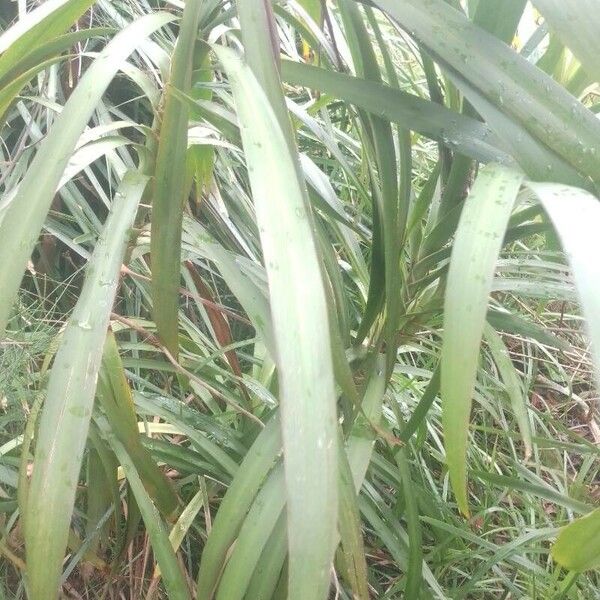 Cordyline stricta List