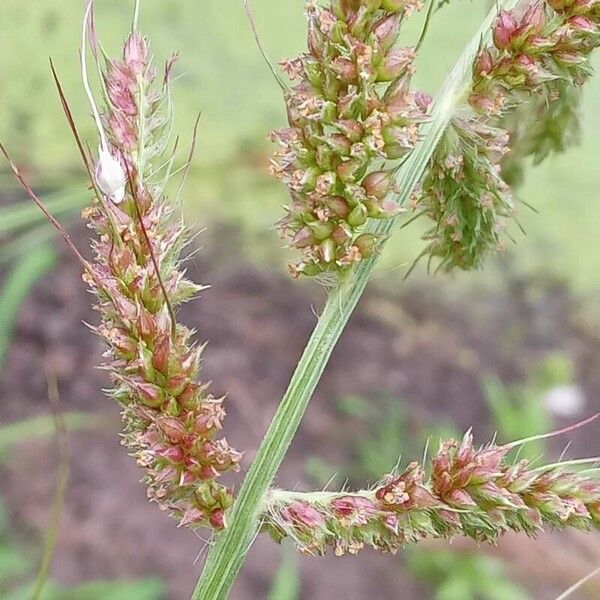 Echinochloa crus-galli Plod