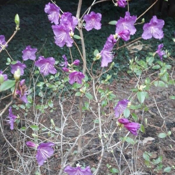 Rhododendron dauricum Plante entière