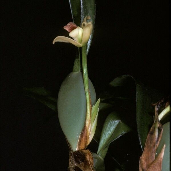 Maxillaria variabilis Kwiat