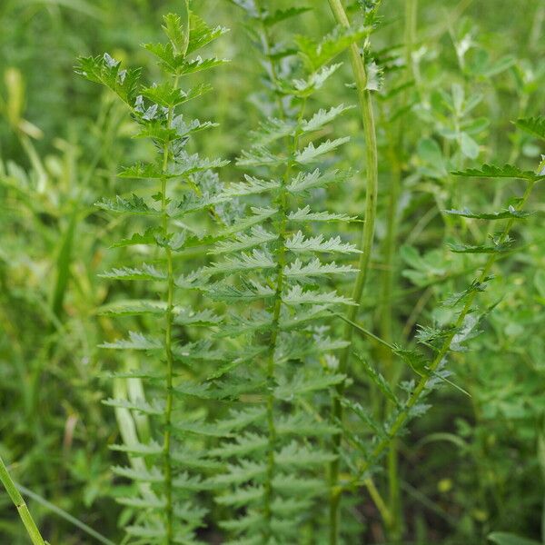 Filipendula vulgaris Hoja