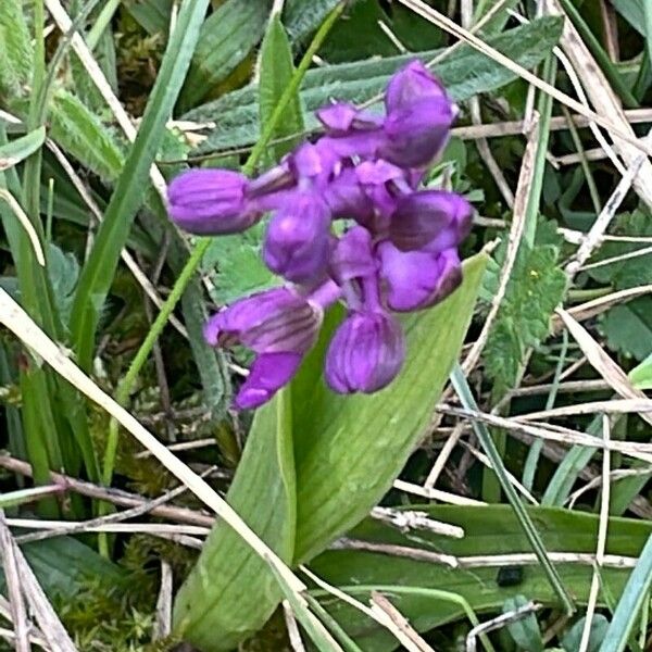 Anacamptis morio برگ